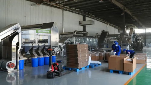 思茅區(qū) 傳統(tǒng)與創(chuàng)新共舞 繪就有機茶發(fā)展新畫卷